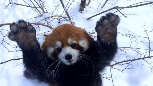 un panda qui joue