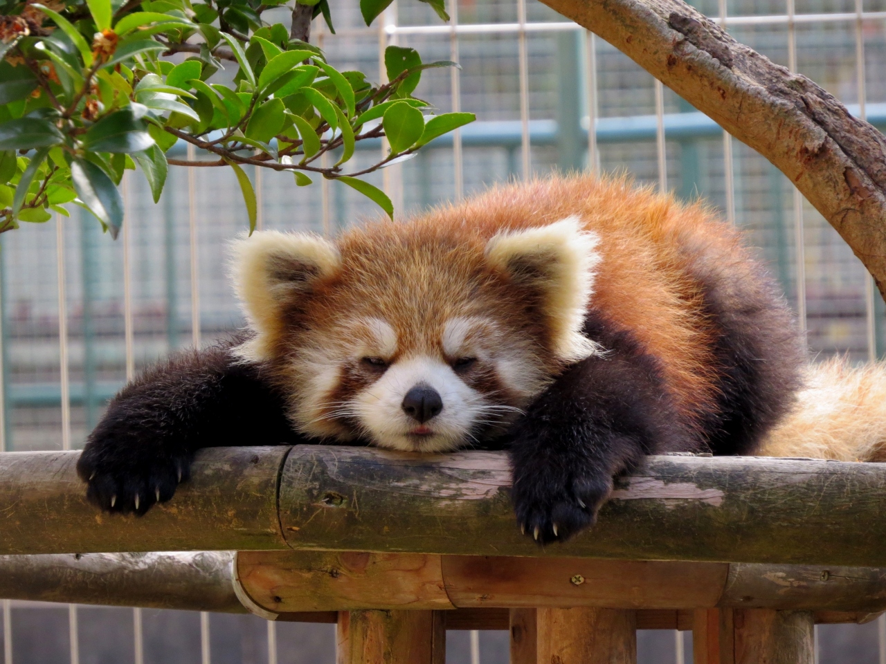 panda qui se repose