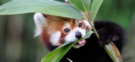 panda qui mange du bamboo