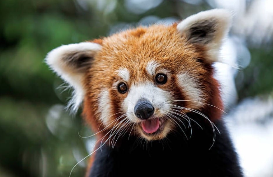 panda roux sauvage